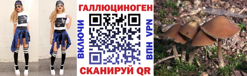 Купить где  Шагонар  Псилоцибиновые грибы мицелий 